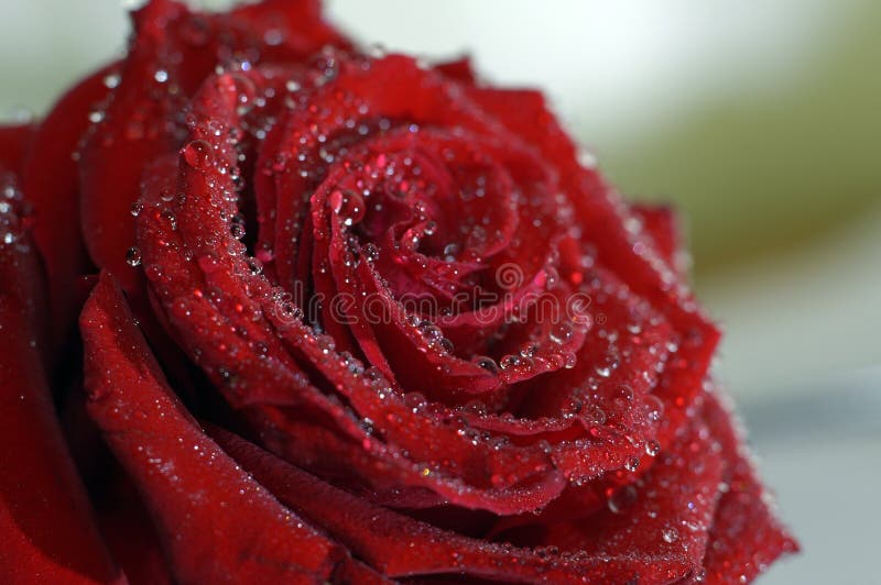 Red rose macro