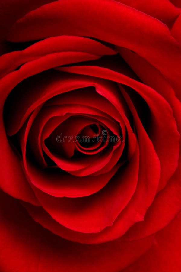 Red rose macro