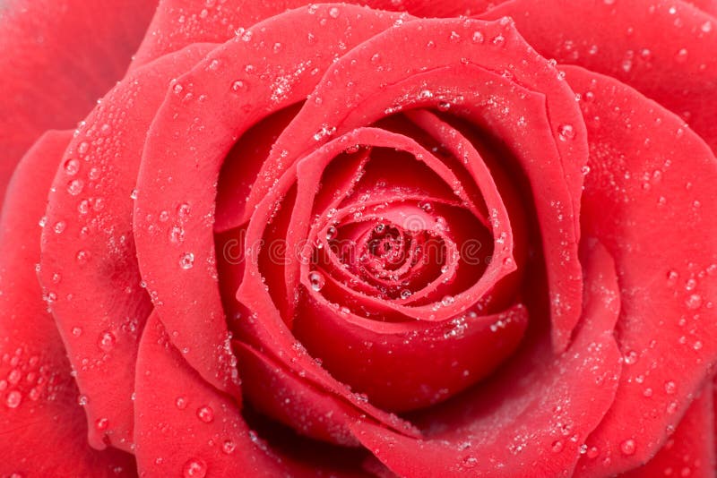 Red rose macro