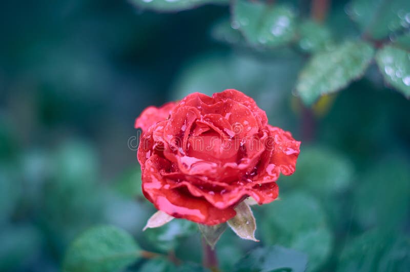 146 Rain Falling Red Rose Stock Photos Free & RoyaltyFree Stock