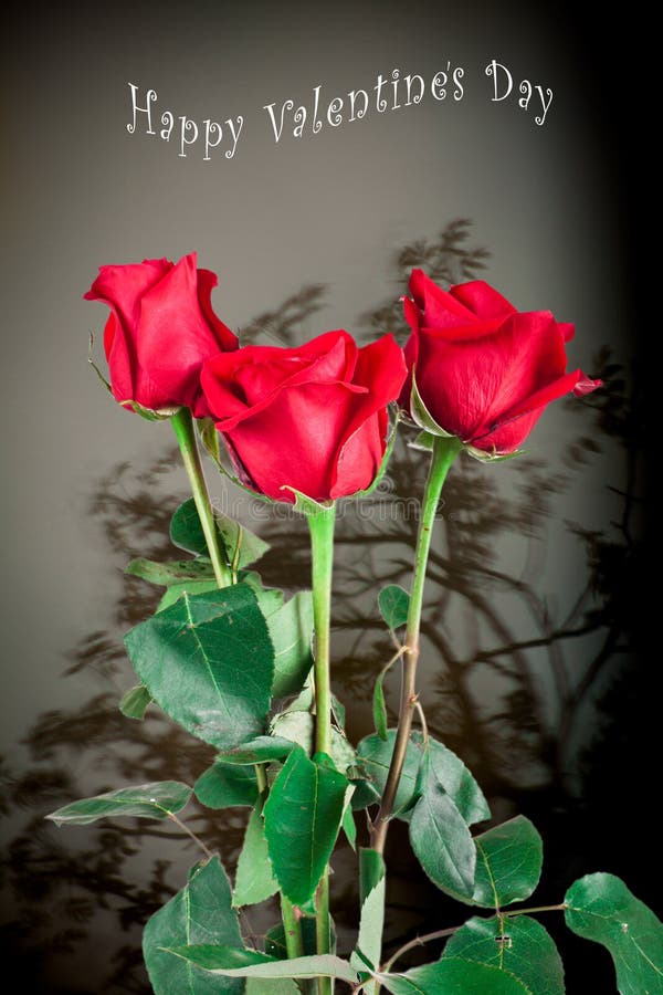 Red rose stock image. Image of beauty, cause, flush, love - 84616427