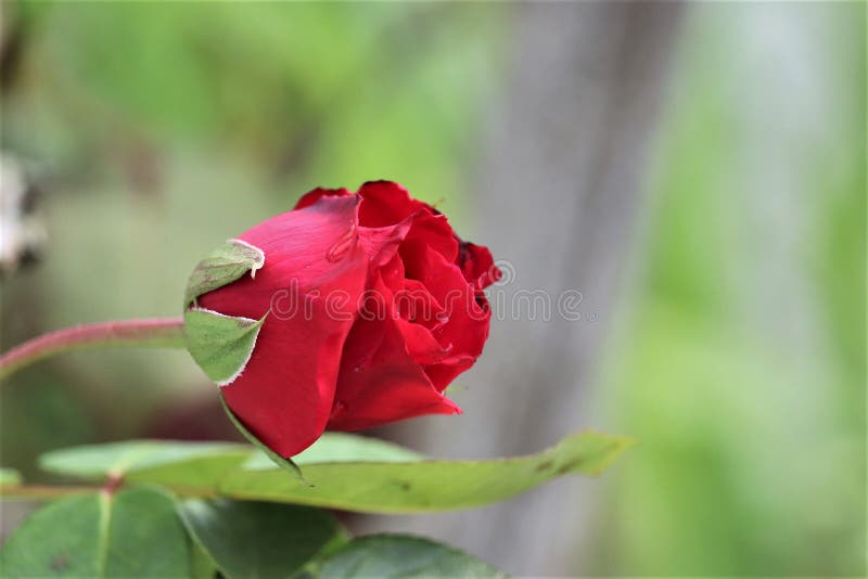 Red Rose With Natural Background Stock Image - Image of layers, close