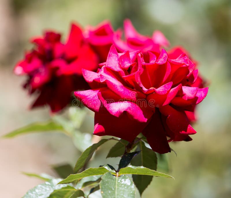 Red rose in nature stock photo. Image of beautiful, green 90479012