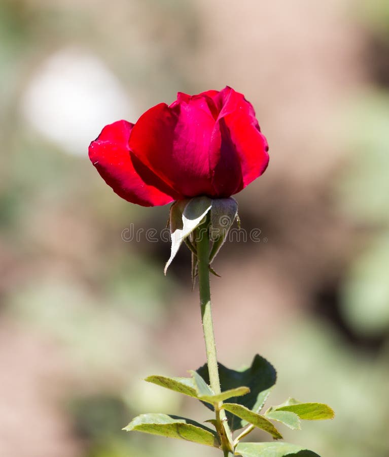 Red rose in nature stock photo. Image of romance, flower 90479034