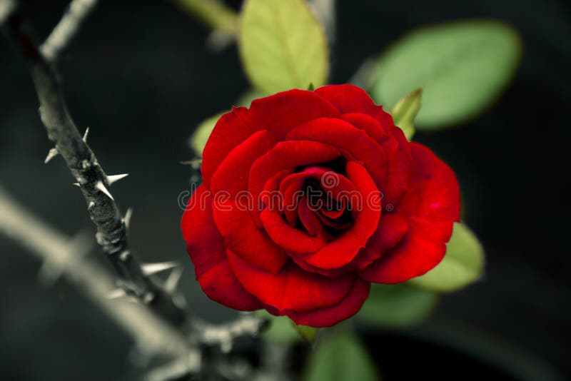 Red rose next to thorny stem