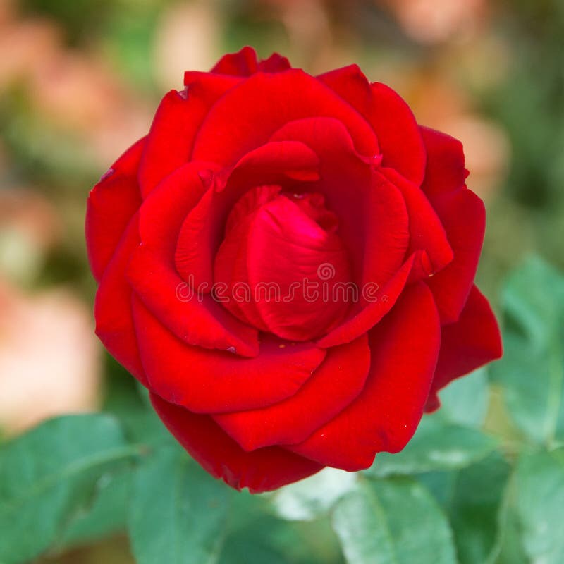 Rose stock photo. Image of nature, pretty, floral, roseate - 37114878