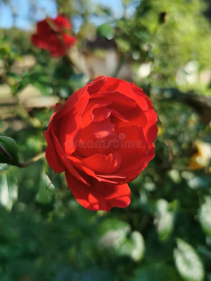 Red rose in partial sun stock photo. Image of partial 232478798