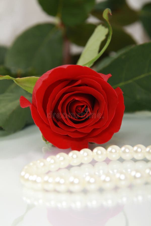 Red Rose and Pearls stock photo. Image of velvety, stem - 1896476