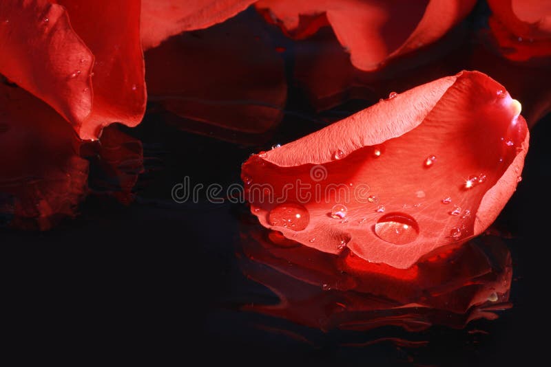 Red Rose Petal