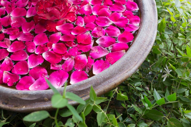 Red rose petal floating water