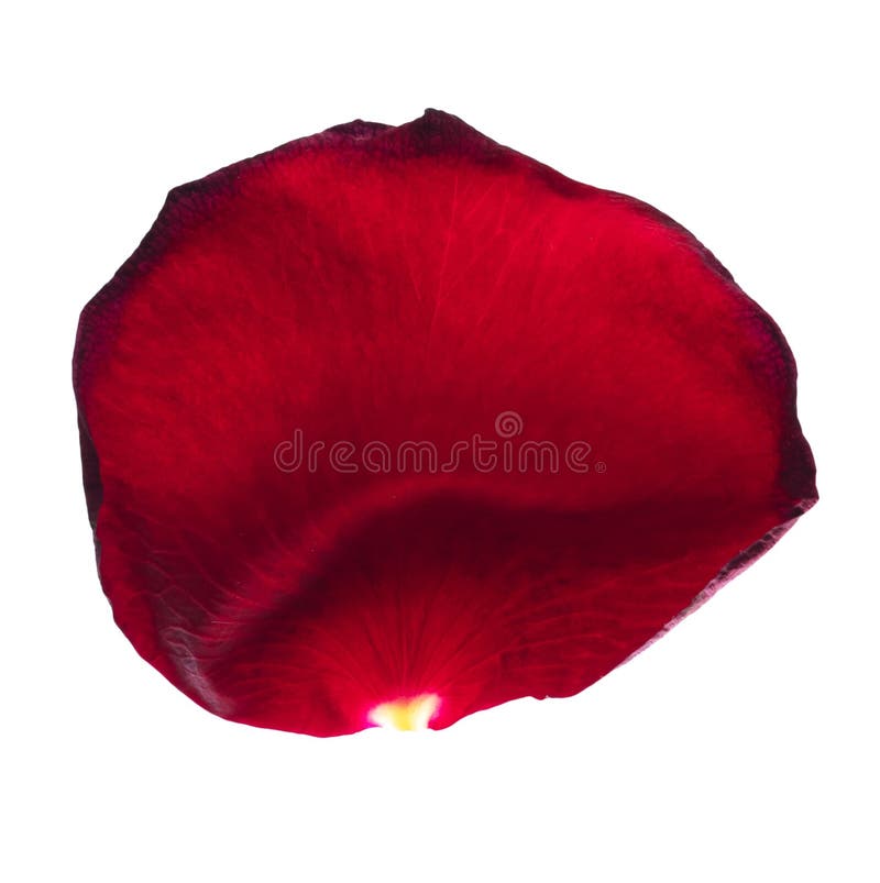 Red Rose Petal Isolated on White Stock Image Image of petal, romance