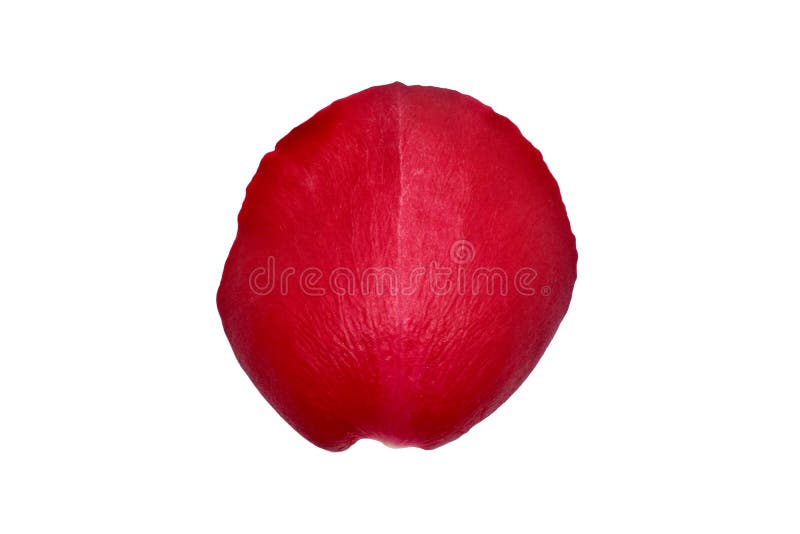 Red Rose Petal Isolated On White stock photo