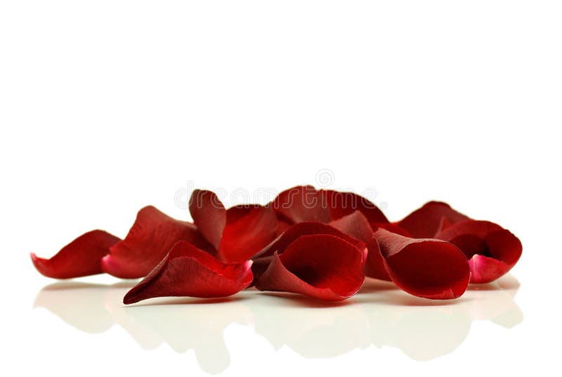 Red rose petals stock image. Image of garden, place, flora 12183173