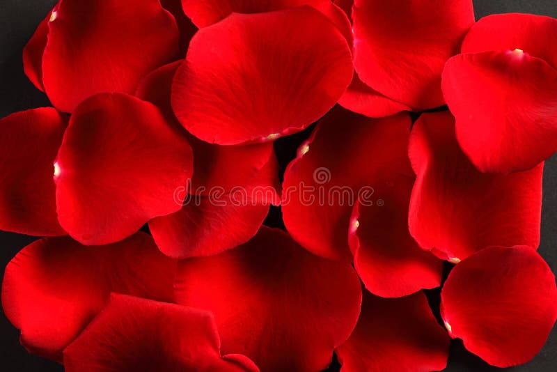 Red rose petals stock image. Image of closeup, plant 12682129
