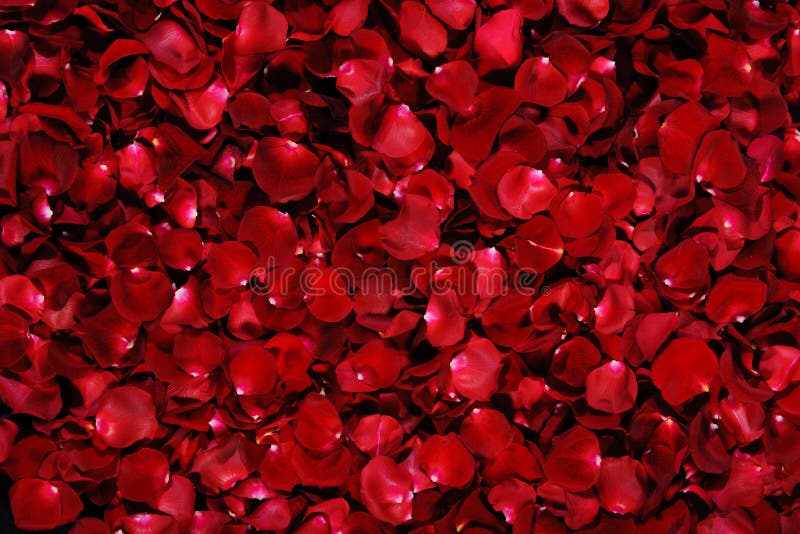 Red rose petals