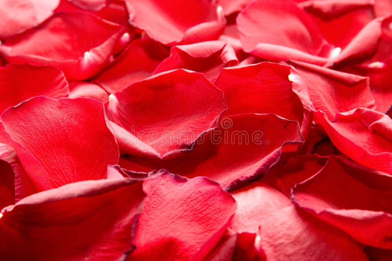 Red Rose Petals Background stock image. Image of natural 29230071