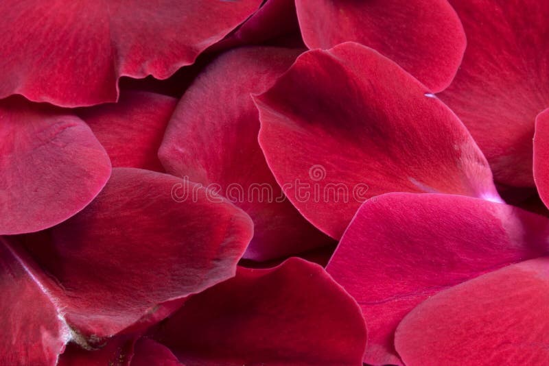 Red rose petals stock photo. Image of valentine, romance 5537446