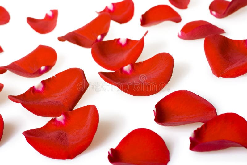 Red rose petals