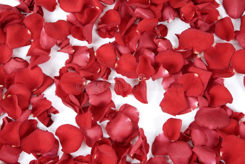 Red rose petals stock photo. Image of bloom, isolated 9232028