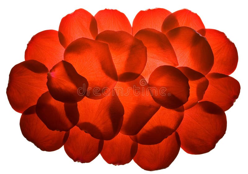 Red rose petals stock image. Image of florist, petals 9416119