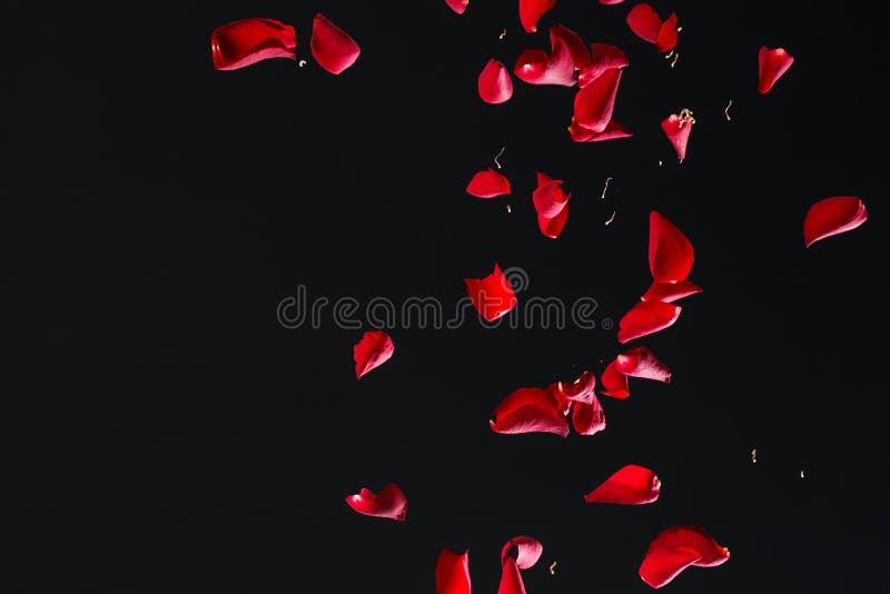 Red Rose Petals on Black Background