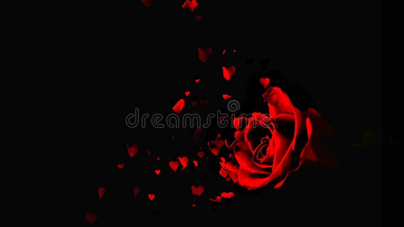 Red Rose Petals Falling 3D Concepts - Beautiful Red Blossoms Rose Flower Falling Petals on Spring Season with Shape of the Heart Stock Footage - Video of pain, petal: 199154566 Red Rose Petals Falling 3D Concepts - Beautiful Red Blossoms Rose Flower Falling Petals on Spring Season with Shape of the Heart Stock Footage - Video of pain, petal: 199154566