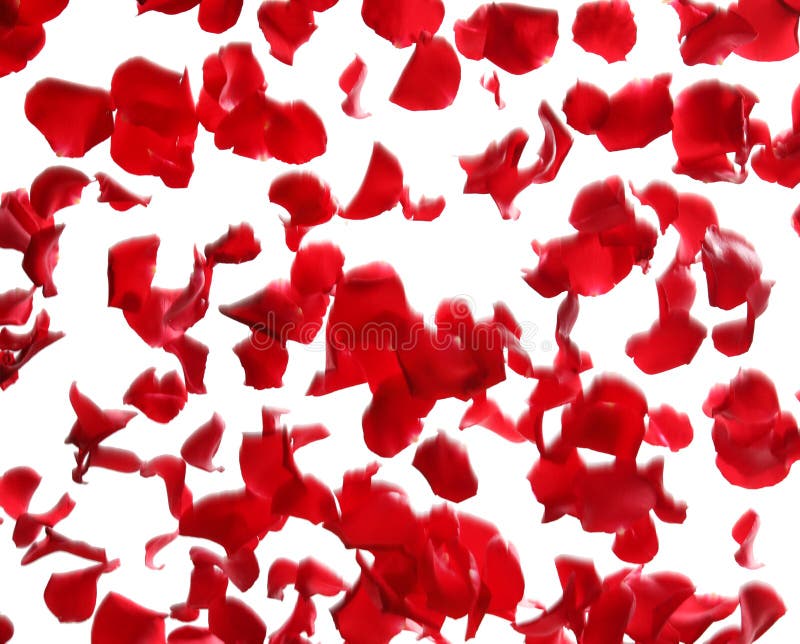 2 273 Rose Petals Falling Photos Free Royalty Free Stock Photos From Dreamstime