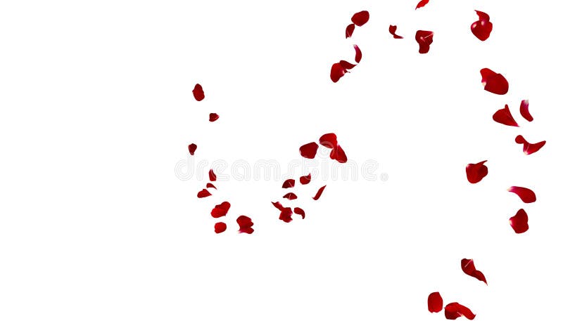 Red rose petals fly in the air on a white background