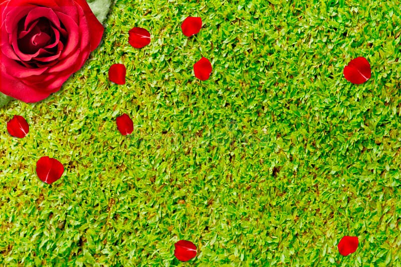 Red Rose and Rose Petals with Green Grass Background Stock Photo