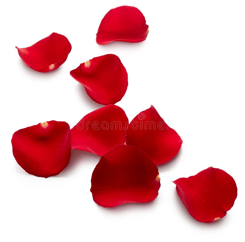 Red rose petals stock photo. Image of beautiful, botany 84992232