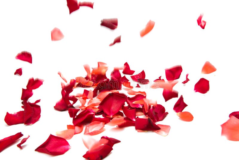 Red rose petals isolated