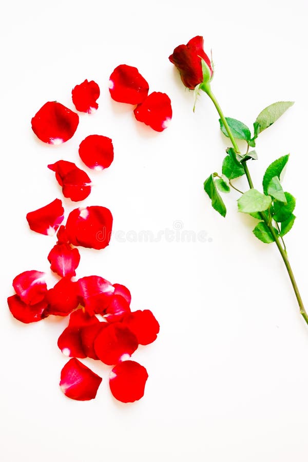 Broken rose petals stock photo. Image of petals, 33257152