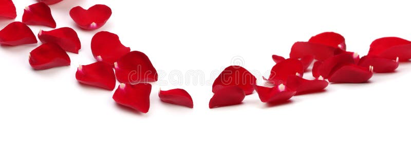 Red Rose Petals with Shadow on White Background Stock Photo Image of podium, romantic 266019990