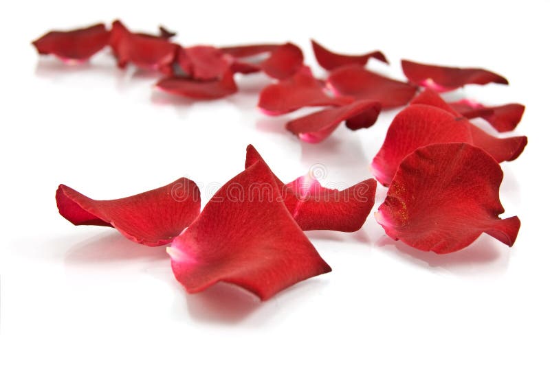 Red rose petals on white background