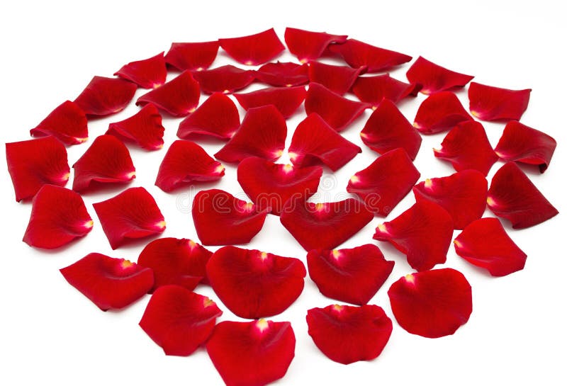 Red Rose Petals on a White Background, Beautiful Background Stock Photo Image of color, group