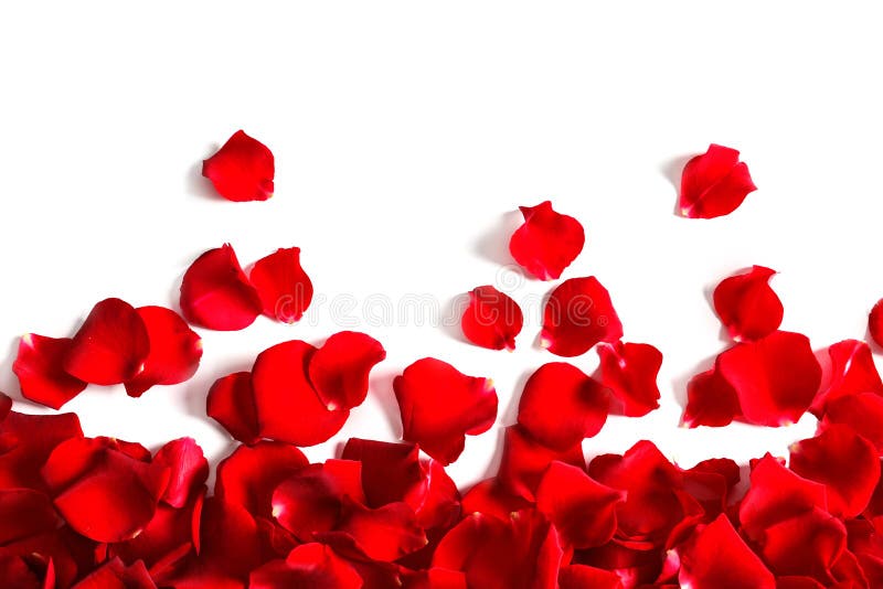 Red rose petals on white background, top view