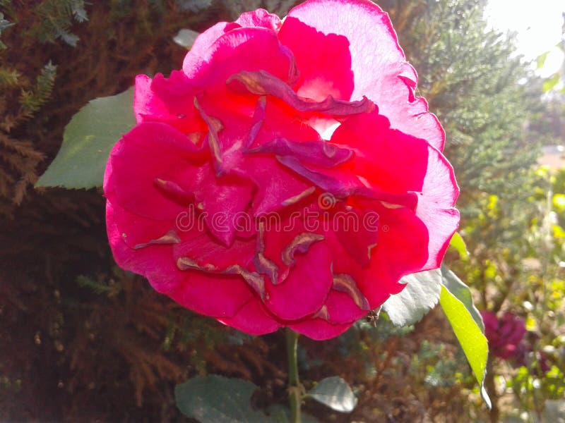 Red rose flower in Garden stock image. Image of city 175524657