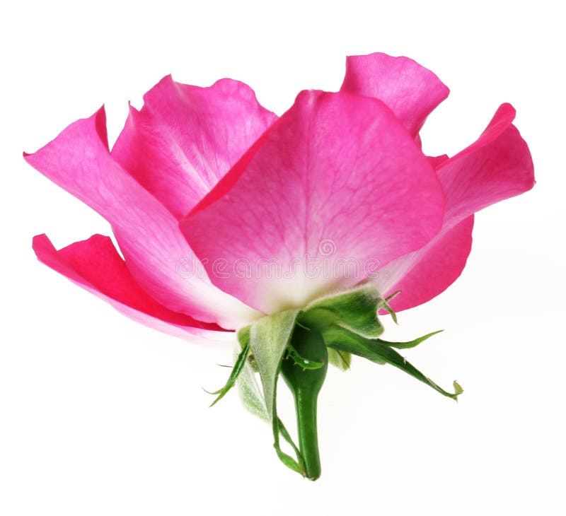 41+ Red rose profile Free Stock Photos StockFreeImages