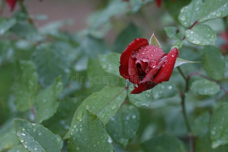 Red rose after rain closeup. stock image