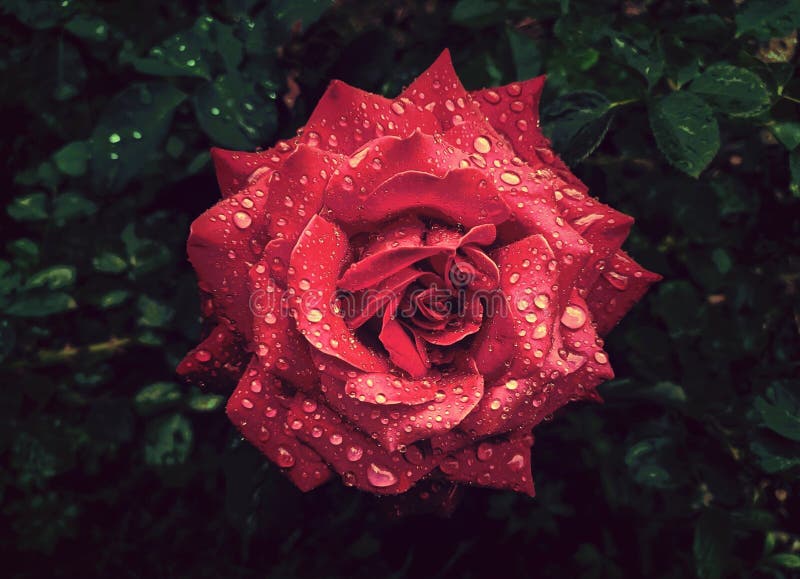 Red rose after a rain stock image. Image of droplet 120707755