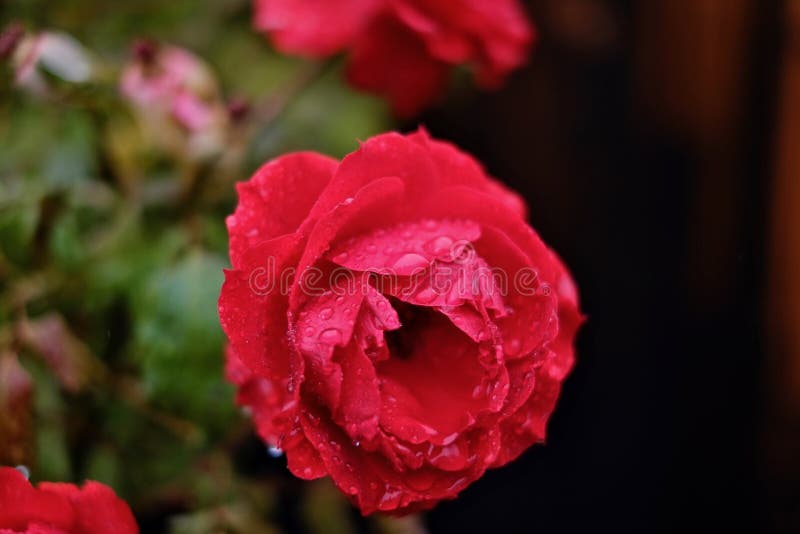 Red rose in the rain stock photo. Image of rose, roses 112244972