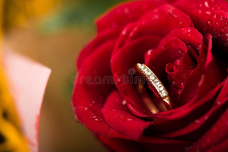 151 Rain Falling Red Rose Stock Photos Free & RoyaltyFree Stock Photos from Dreamstime