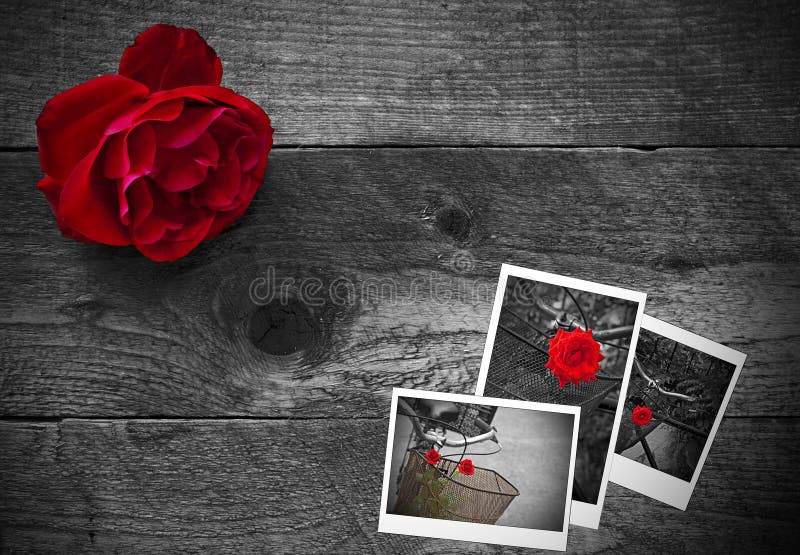 Download Red Rose On A Rustic Background Stock Photo - Image of ...