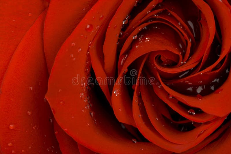 Red rose s heart