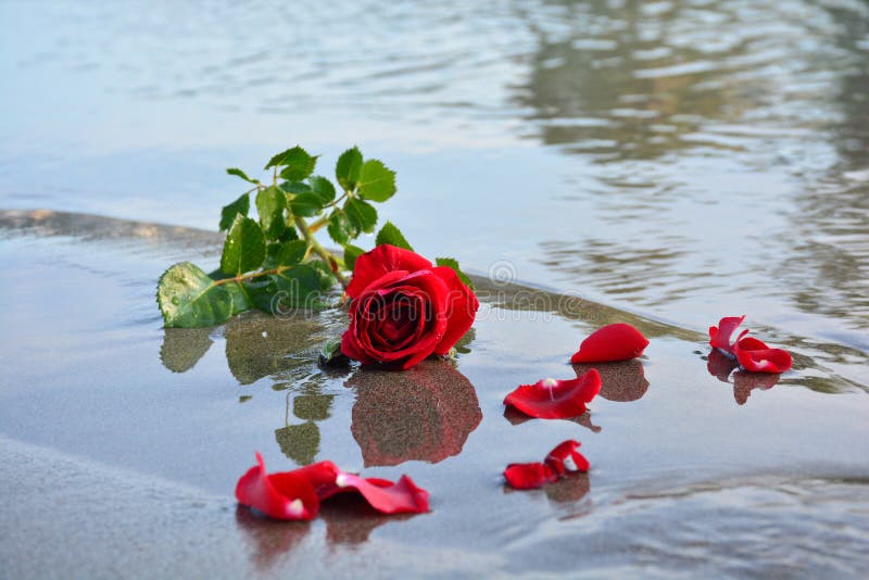 Red Rose on Sea stock image. Image of seaside, leaves - 54241359
