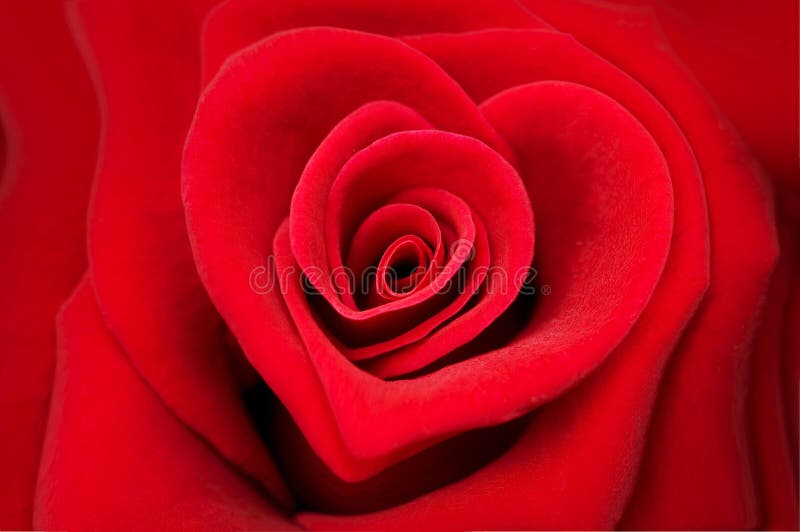 Red rose in shape of a heart