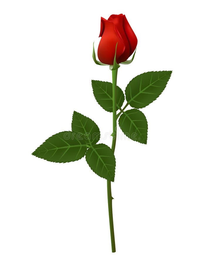 Long Stem Red Rose stock vector. Illustration of gift - 3796411