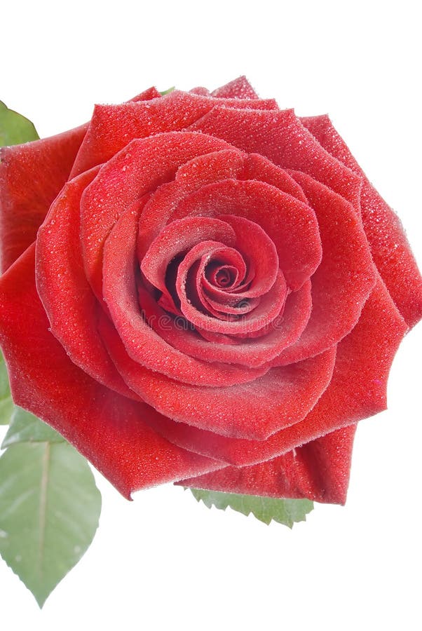 Red rose with small water drops