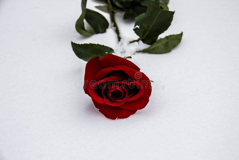A Red Rose on the Snow. a Winter Day. Rose Lies in the White Snow. Beautiful Red Rose. Single Red Rose Laying in the Winter Snow Stock Photo - Image of color, A Red Rose On The Snow. A Winter Day. Rose Lies In The White Snow. Beautiful Red Rose. Single Red Rose Laying In The Winter Snow Stock Photo - Image Of Color,