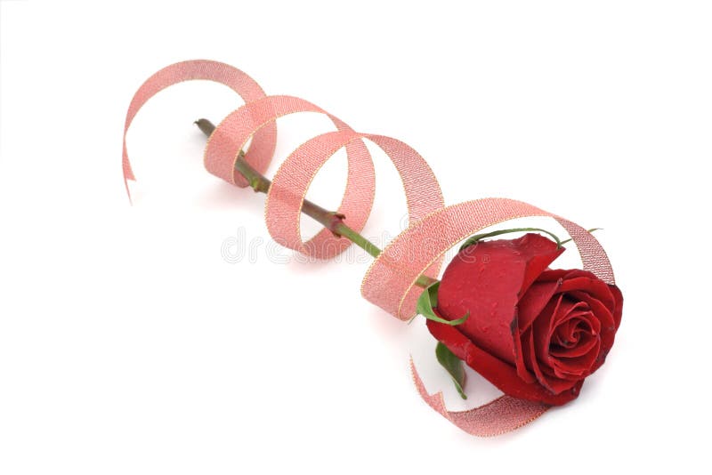 Red rose in spiral ribbon.